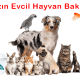 Yazın Evcil Hayvan Bakımı: Patikaya Veteriner ile Sağlıklı ve Güvenli Bir Yaz