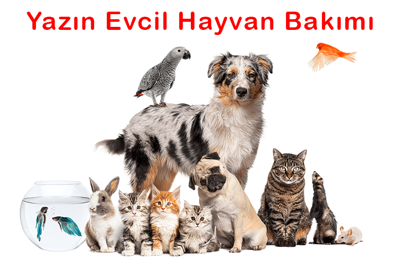 Yazın Evcil Hayvan Bakımı: Patikaya Veteriner ile Sağlıklı ve Güvenli Bir Yaz