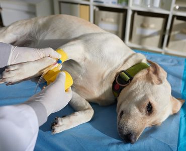 Evcil Hayvanlarda Acil Durum Belirtileri: Ne Zaman Veterinere Gitmelisiniz?