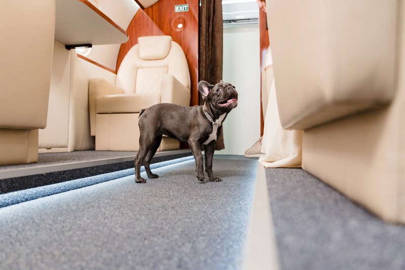Evcil Hayvan Pasaportu ve Seyahat Rehberi 5 Köpek Yolculuğu