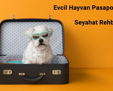 Evcil Hayvan Pasaportu ve Seyahat Rehberi