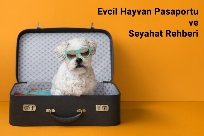 Evcil Hayvan Pasaportu ve Seyahat Rehberi 1 Evcil Hayvan Pasaportu ve Seyahat Rehberi