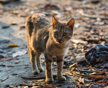 Kedi ve Köpeklerde Kene Isırması