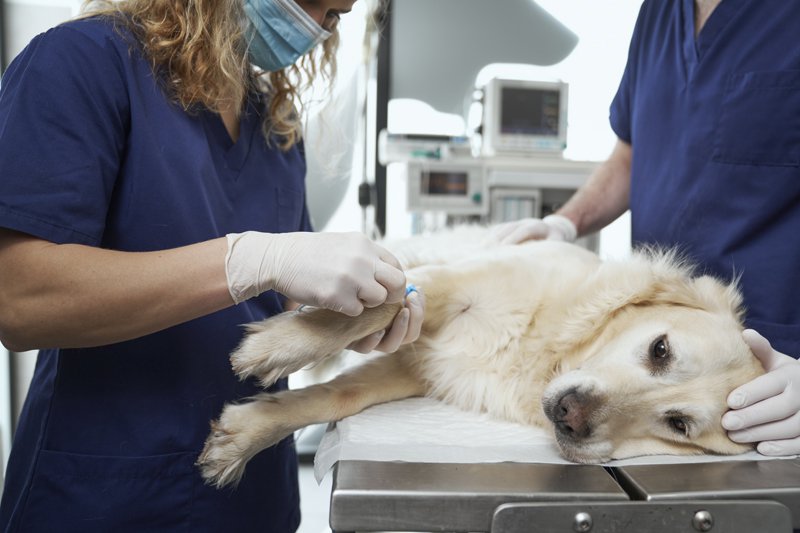 Köpeklerde Mide Dönmesi (GDV) Tam Olarak Nedir? 2 Köpeklerde Mide Dönmesi GDV