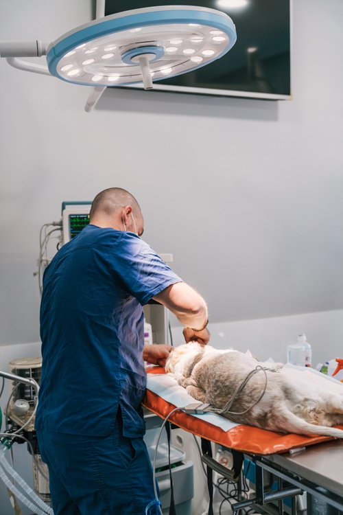 Köpeklerde Mide Dönmesi (GDV) Tam Olarak Nedir? 3 Köpeklerde Mide Dönmesi GDV