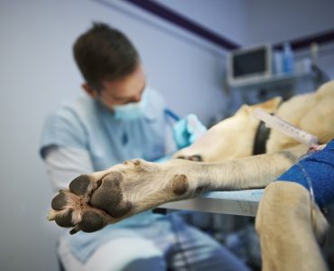 Köpeklerde Mide Dönmesi (GDV) Tam Olarak Nedir?