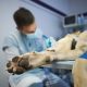 Köpeklerde Mide Dönmesi (GDV) Tam Olarak Nedir?