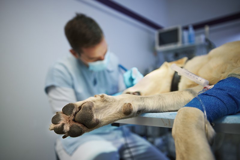 Köpeklerde Mide Dönmesi (GDV) Tam Olarak Nedir? 1 Köpeklerde Mide Dönmesi (GDV) Tam Olarak Nedir?