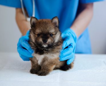 Sonbaharda Evcil Hayvan Bakımı: Kedi, Köpek ve Kuşunuzu Kışa Nasıl Hazırlamalısınız?