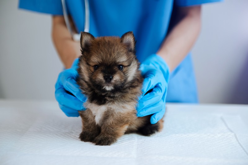 Sonbaharda Evcil Hayvan Bakımı: Kedi, Köpek ve Kuşunuzu Kışa Nasıl Hazırlamalısınız?